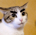 36.gif