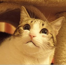 49.gif