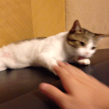 56.gif