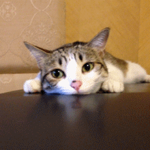 68.gif