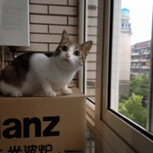 79.gif