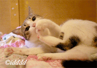 88.gif