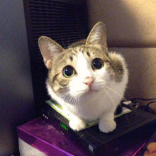 94.gif