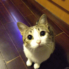 116.gif