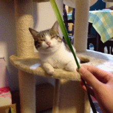 126.gif