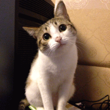 131.gif