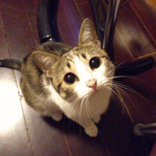 141.gif