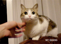 156.gif