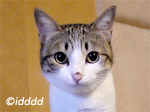 157.gif
