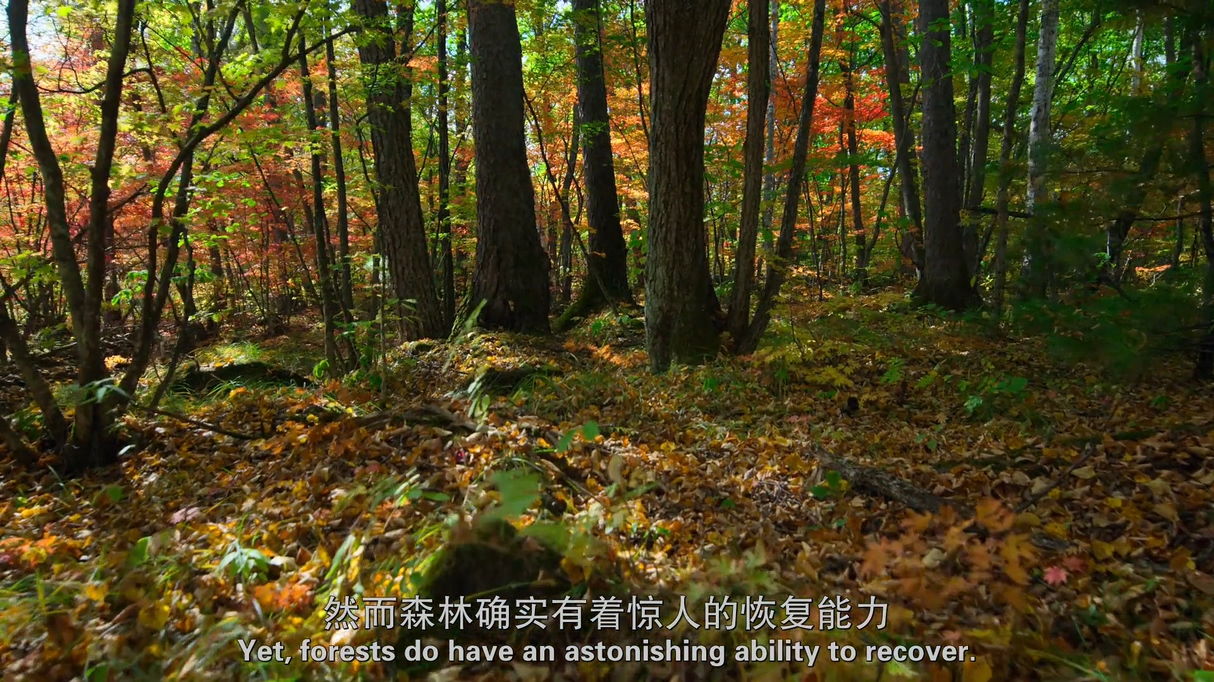 每一帧都是壁纸