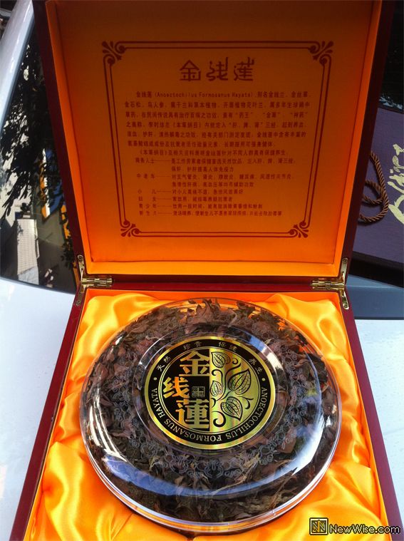金线莲-内含.jpg