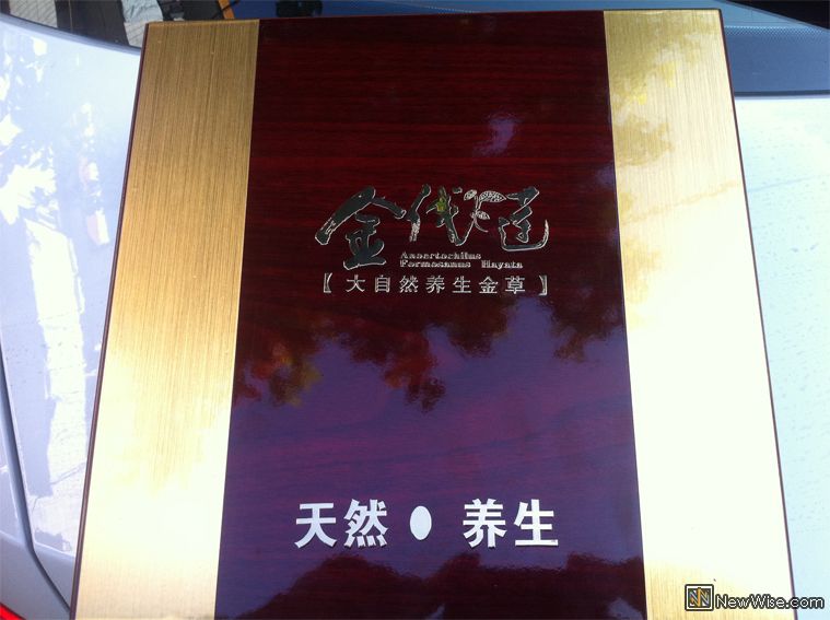 金线莲-包装.jpg