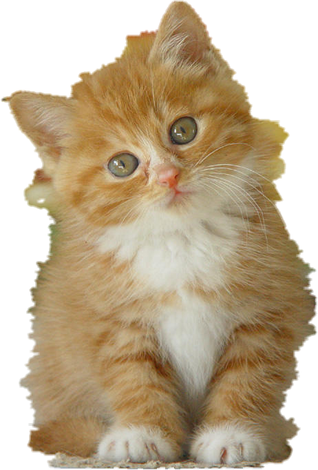 猫.png