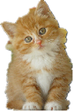 小的猫.png