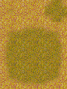 西部荒野—草地.png