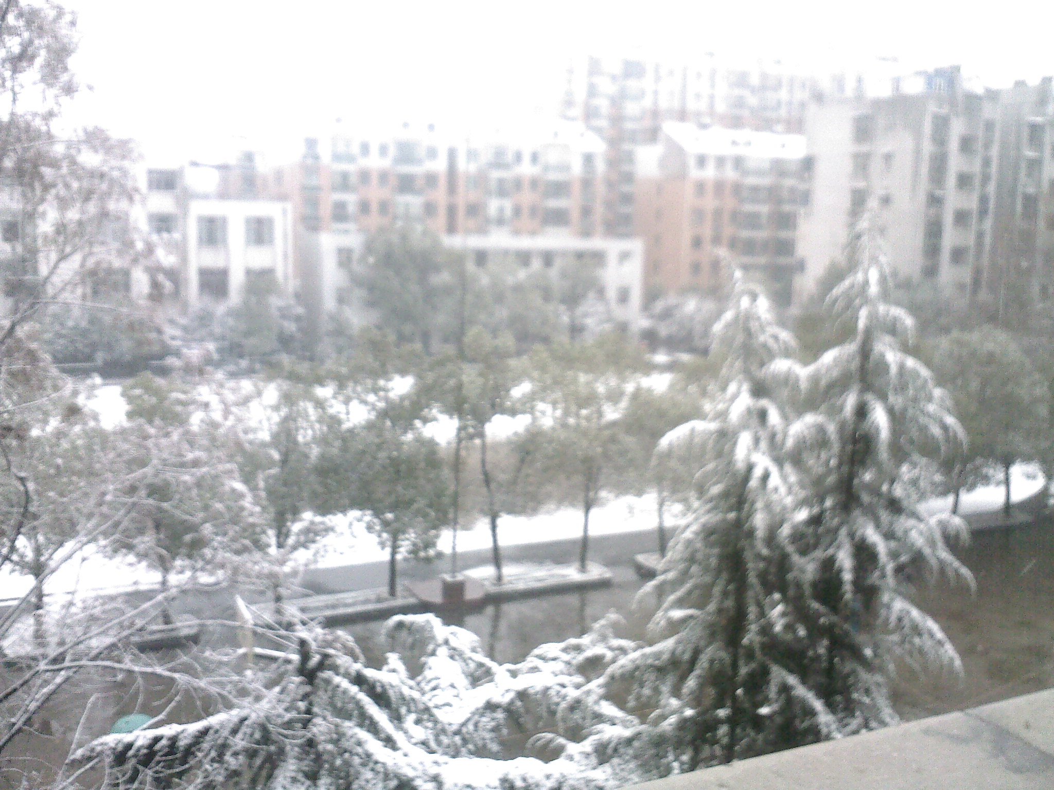 2010松树雪景.jpg