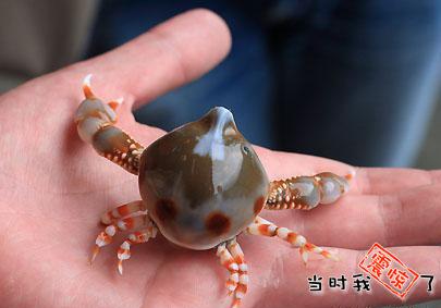 史上最萌的螃蟹.JPG