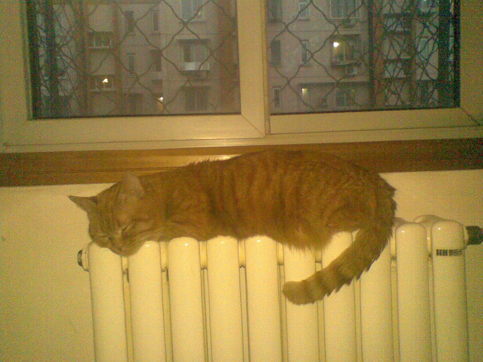20110108.jpg