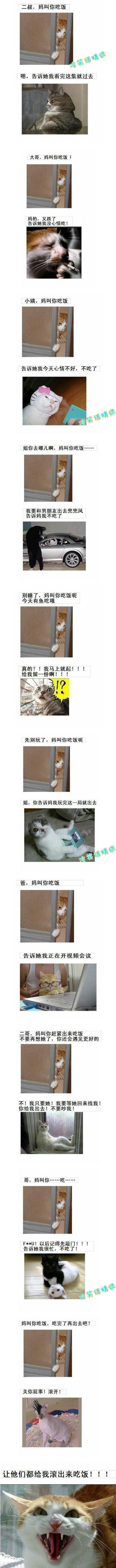 猫版吃饭.jpg