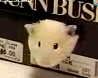 未命名.gif