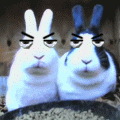 82ed5cfb09d4431f272df24e.gif