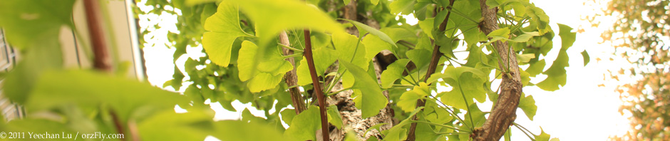 Leafy-Tree.jpg