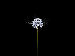 曼珠沙华.gif