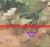bug.jpeg