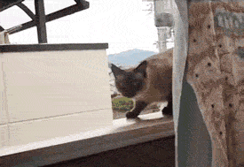 喵~.gif