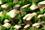 bsc_2.png