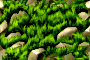 bsc_6.png