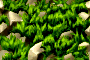 bsc_8.png