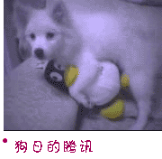 狗日的腾讯.gif
