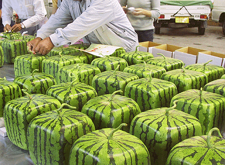 info_image_c_import_520.gif