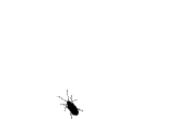虫子.gif