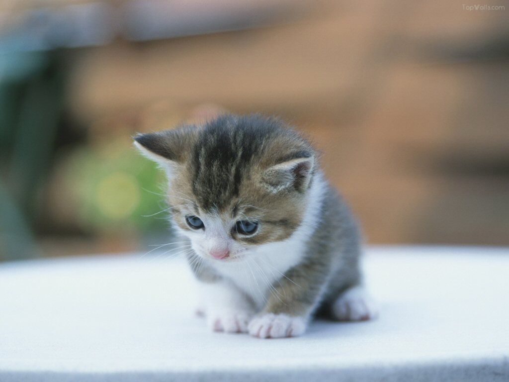 猫！！.jpg