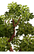 44.png
