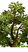 51.png