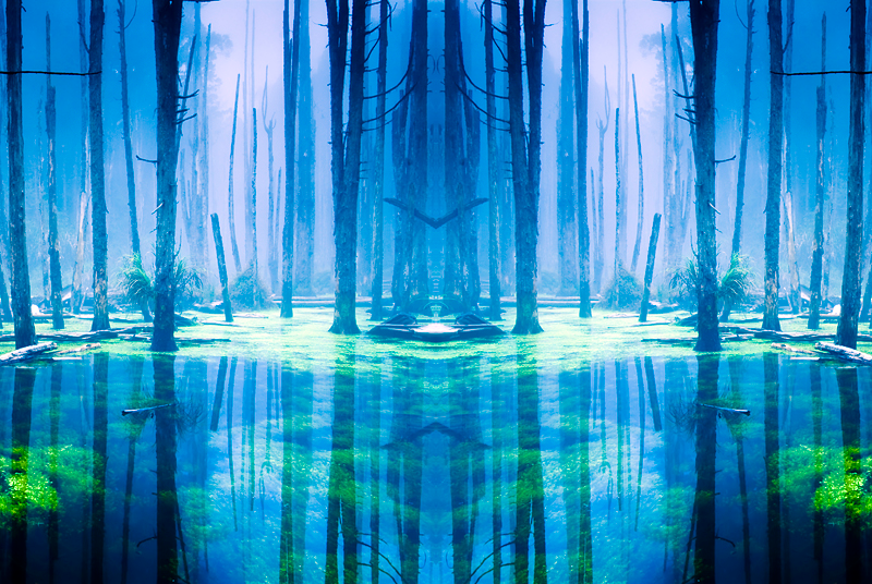 woods.png