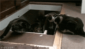 5.gif