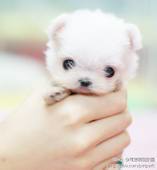 u=644457954,2796320902&fm=59[1].jpg