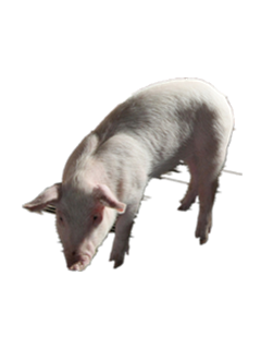 小猪猪.png