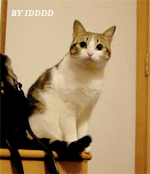 1304281744ba373dbc31bed904.gif