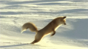 FOX.gif