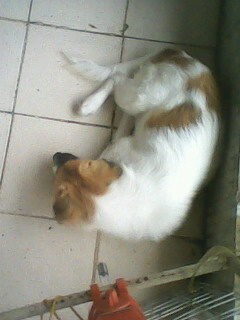 IMG1131A.jpg