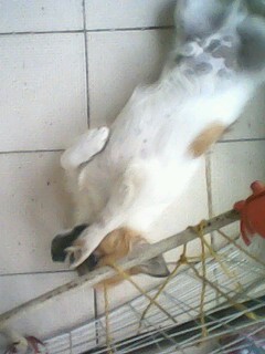 IMG1137A.jpg