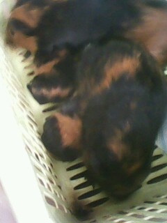 IMG1080A.jpg