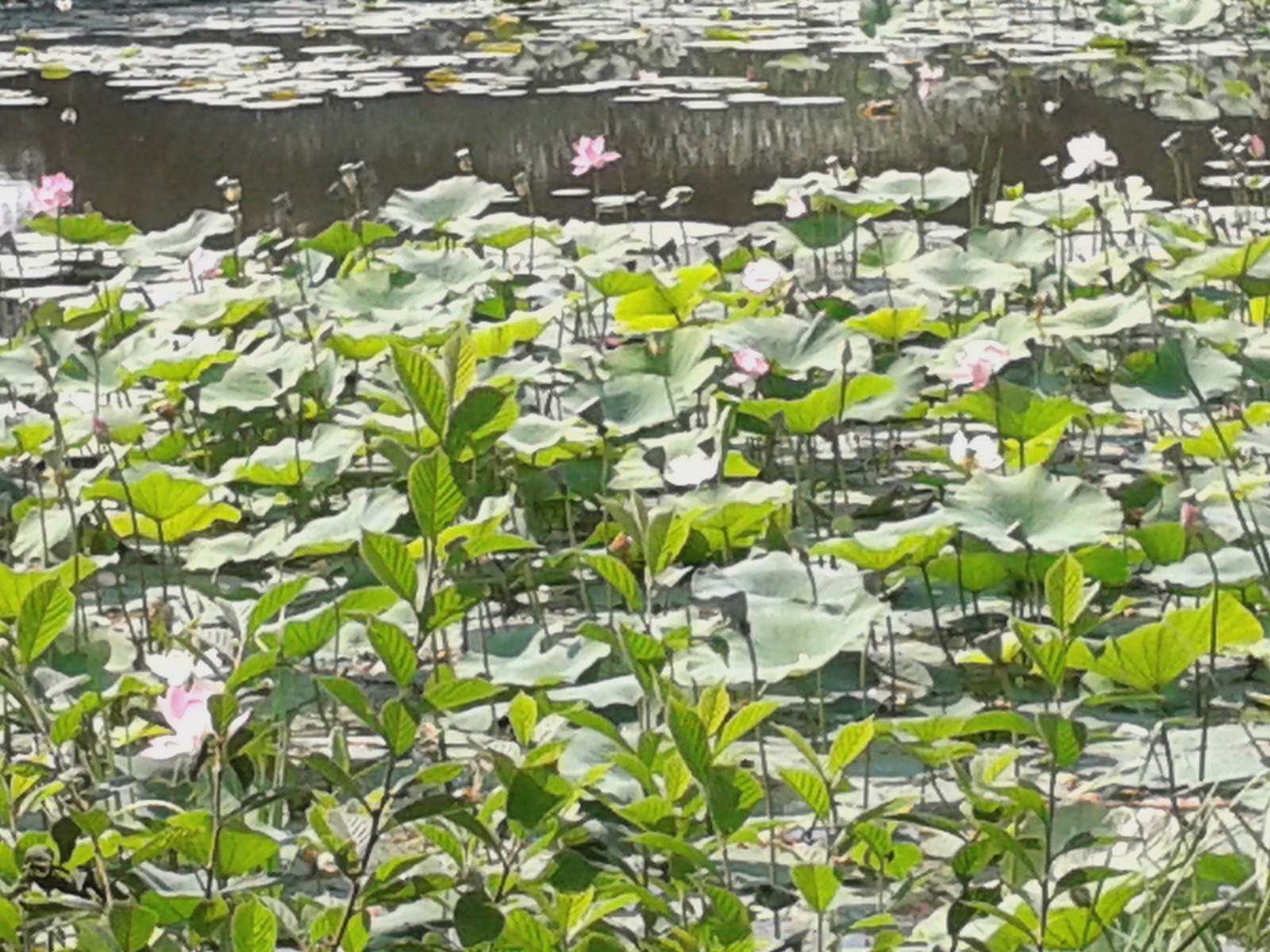 20140808_131459.jpg