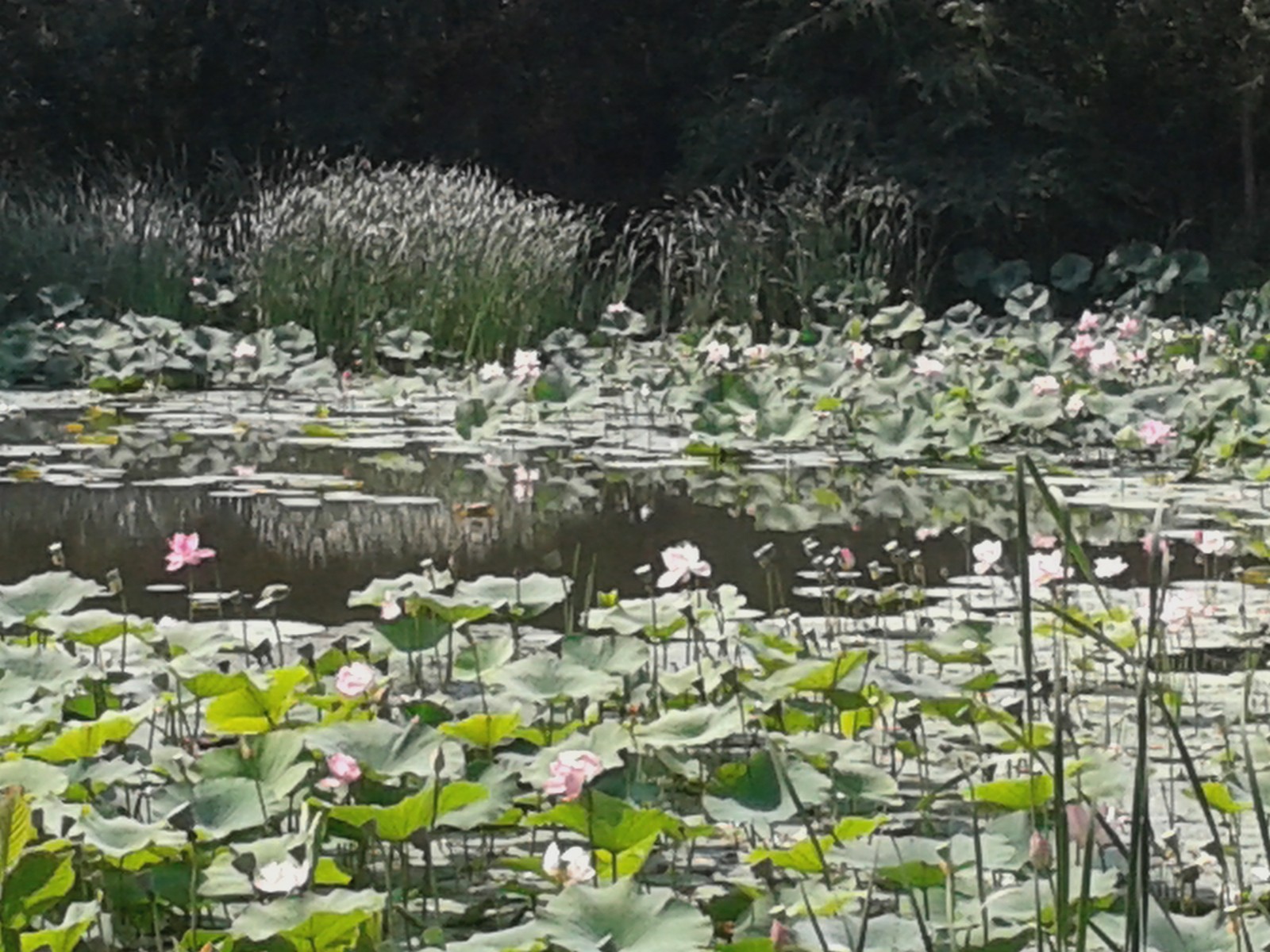 20140808_131502.jpg