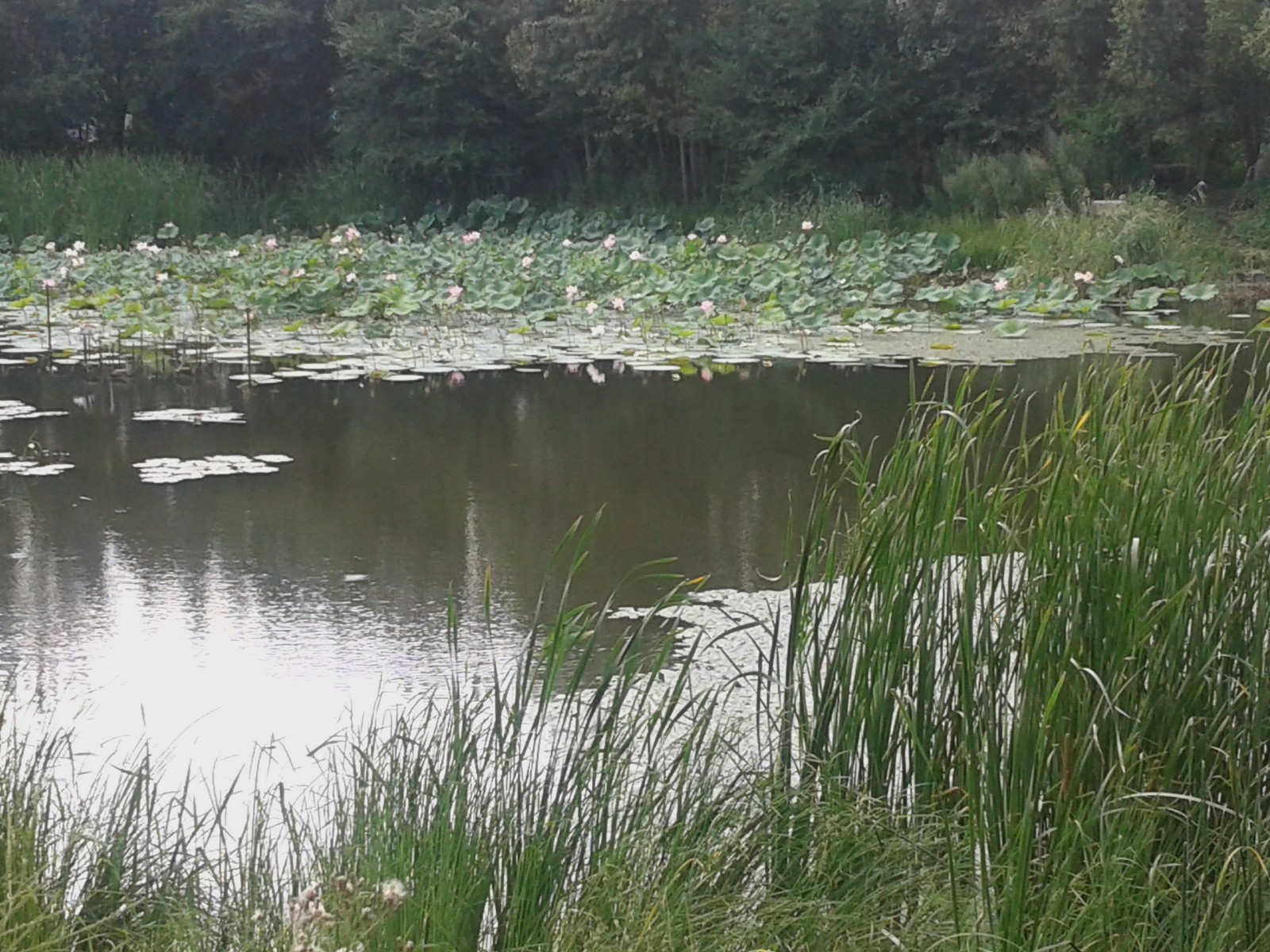 20140808_131807.jpg